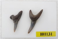 藏品(魚齒)的圖片